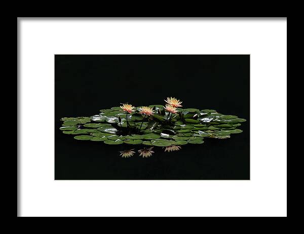 Water Lily Framed Print featuring the photograph Water Lilies 8 by Richard Krebs