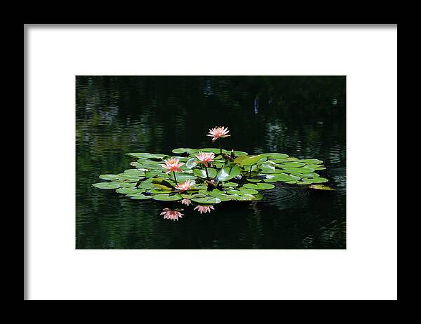 Water Lily Framed Print featuring the photograph Water Lilies 10 by Richard Krebs
