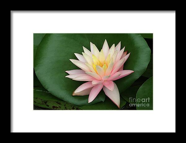 Water Lily; Water Lilies; Lily; Lilies; Flowers; Flower; Floral; Flora; White; White Water Lily; White Flowers; Green; Pink; Digital Art; Photography; Painting; Simple; Decorative; Décor; Macro; Close-up Framed Print featuring the photograph Water Lily #1 by Tina Uihlein