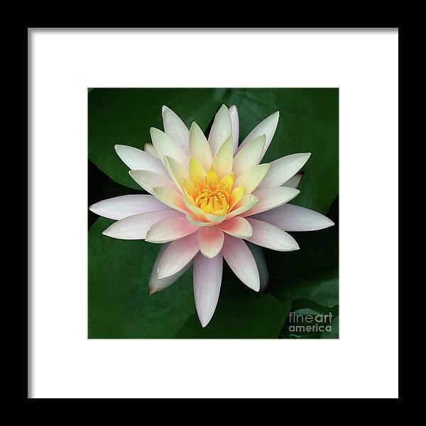Water Lily; Water Lilies; Lily; Lilies; Flowers; Flower; Floral; Flora; White; White Water Lily; White Flowers; Green; Pink; Digital Art; Photography; Painting; Simple; Decorative; Décor; Macro; Close-up Framed Print featuring the photograph Water Lily #2 by Tina Uihlein