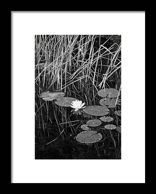 Lily Framed Print featuring the photograph Water Lily 4 BW, Lake Pennesseewassee, Maine by Steven Ralser