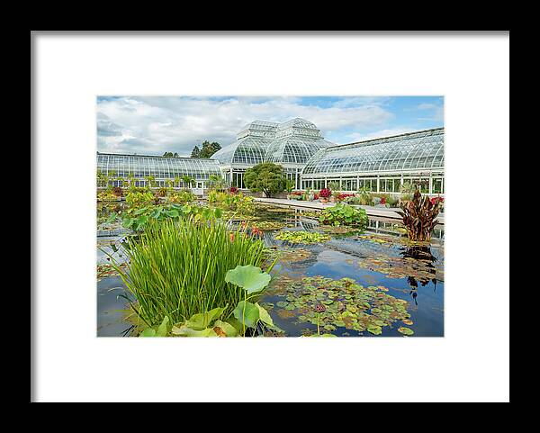 Lily Framed Print featuring the photograph Water Lily and Lotus Pond by Cate Franklyn