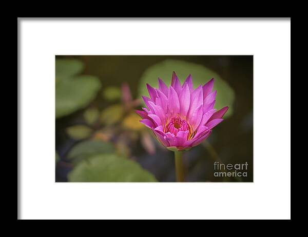 Hawaii Framed Print featuring the photograph Water Lily in a Garden Pond by Nancy Gleason