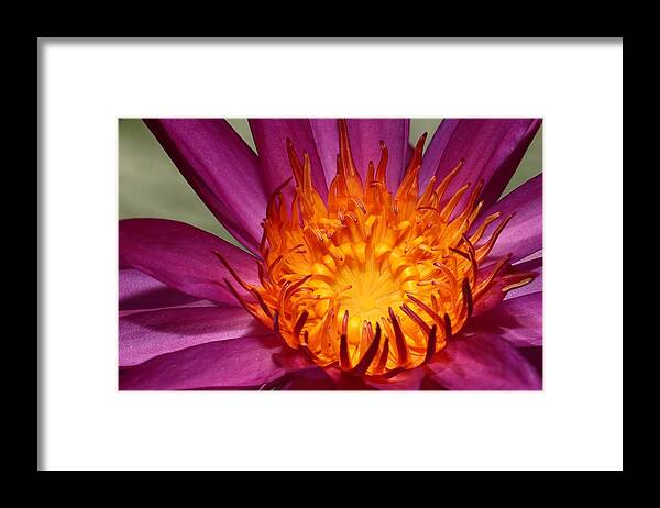 Water Lily Framed Print featuring the photograph Water Lily on Fire by Mingming Jiang