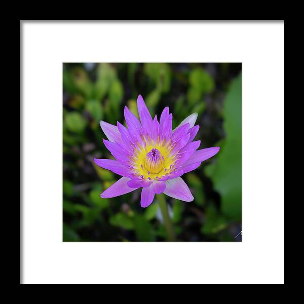 Flower Framed Print featuring the photograph Water Lily by Silvia Marcoschamer