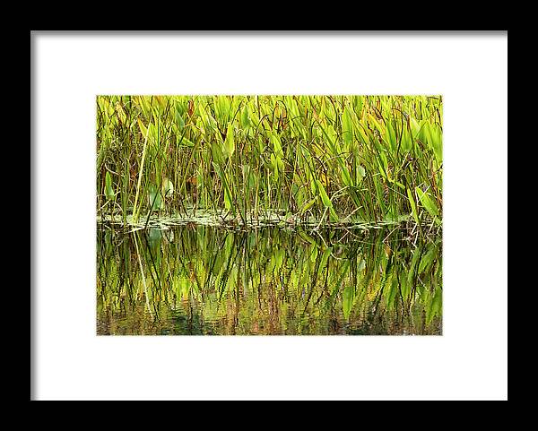 Bronx Botanical Gardens Framed Print featuring the photograph Water Plant Reflections by Cate Franklyn