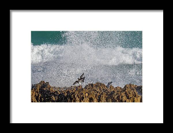 Birds Framed Print featuring the photograph Water Play by Les Greenwood