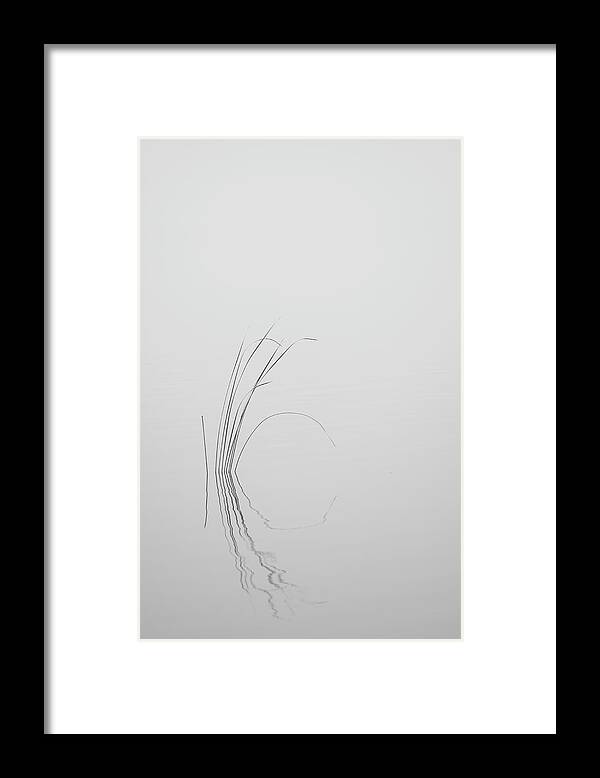 Black Framed Print featuring the photograph Water Reed in Black and White by Carolyn Hutchins