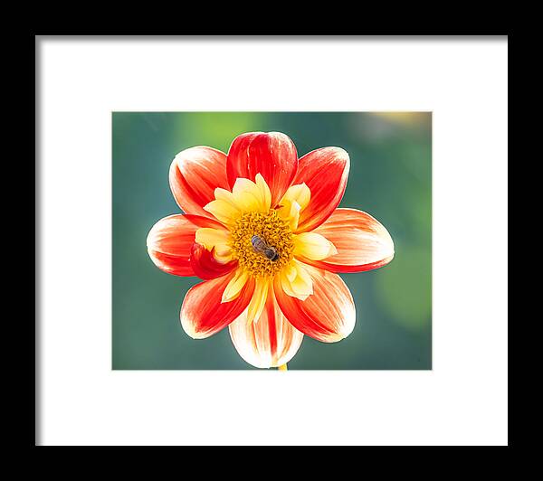 Flower Framed Print featuring the photograph Watercolor Whimsy by Linda Bonaccorsi