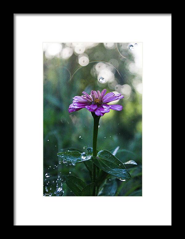 Waterdrops Framed Print featuring the photograph Waterdrops and a Pink Common Zinnia by W Craig Photography