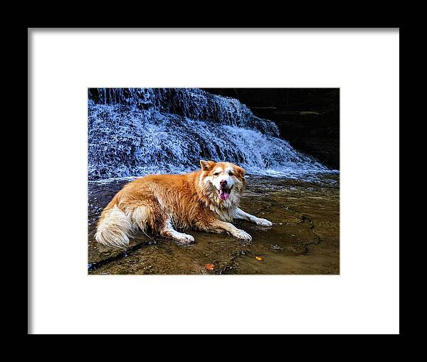  Framed Print featuring the photograph Waterfall Doggy by Brad Nellis