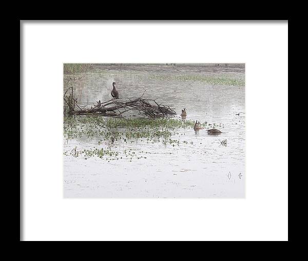 Waterfowl Framed Print featuring the photograph Waterfowl at Estero Llano Grande 2 by James C Richardson