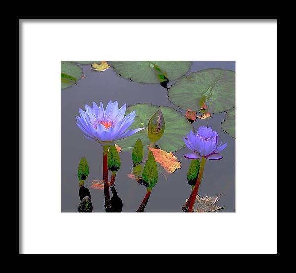Waterlilies Framed Print featuring the photograph Waterlilies Grow by Alida M Haslett