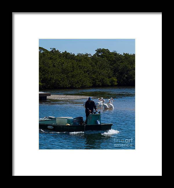 Waterman Framed Print featuring the photograph Waterman and White Pelicans at the Cortez Dock by L Bosco