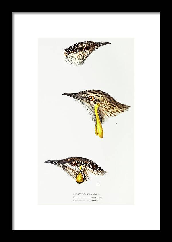 Wattle Bird Framed Print featuring the drawing Wattle bird, Red wattlebird and Western wattlebird by John Gould