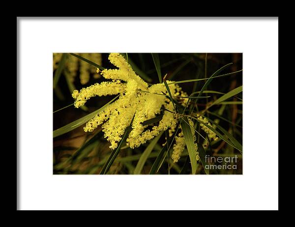 Flora;plant;flower;acacia;wattle;yellow;wildflower Framed Print featuring the photograph Wattle C02 by Werner Padarin