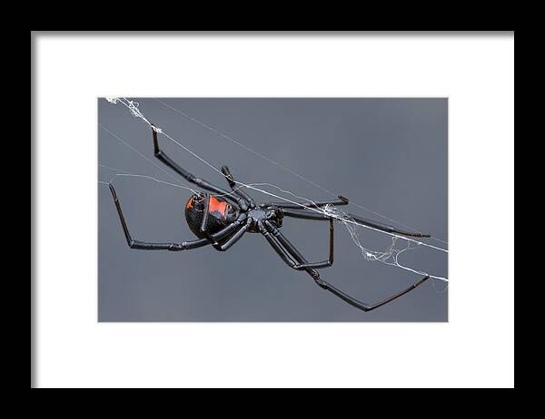 Horror Framed Print featuring the photograph Weaving the Web by Mark Kostich