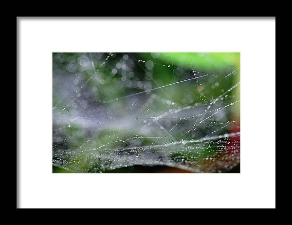 Spiderweb Framed Print featuring the photograph Web After Rain 2 by Angelo DeVal