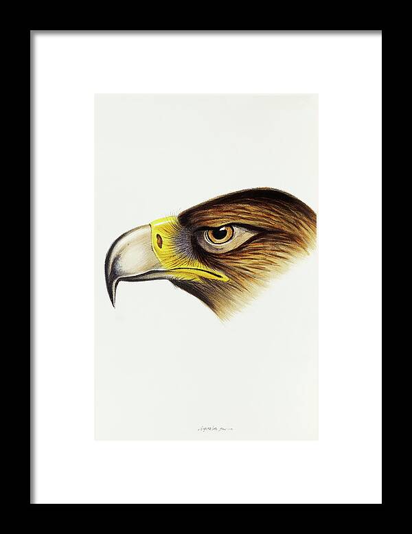 Wedge-tailed Eagle Framed Print featuring the drawing Wedge-tailed Eagle, Aquila fucosa by John Gould
