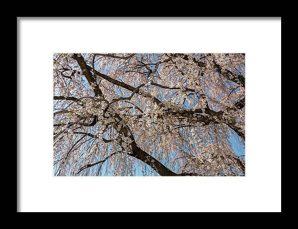 Cherry Framed Print featuring the photograph Weeping Cherry in Spring by Liza Eckardt