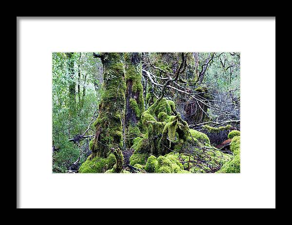 Tasmania Framed Print featuring the photograph Weindorfer's Forest, Cradle Mountain,Tasmania, Australia by Elaine Teague