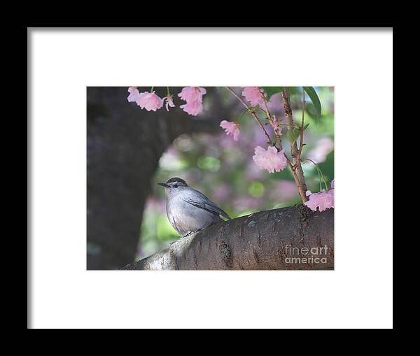 Bird Framed Print featuring the photograph Welcome Home Catbird by Chris Scroggins