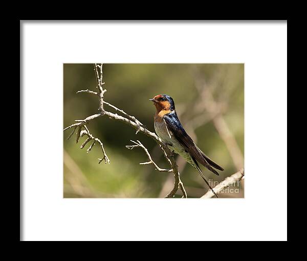 Welcome Swallow Framed Print featuring the photograph Welcome Swallow by Eva Lechner