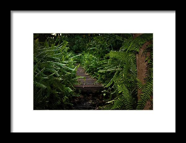 Florida Framed Print featuring the photograph Welcome to the Jungle by Vicky Edgerly