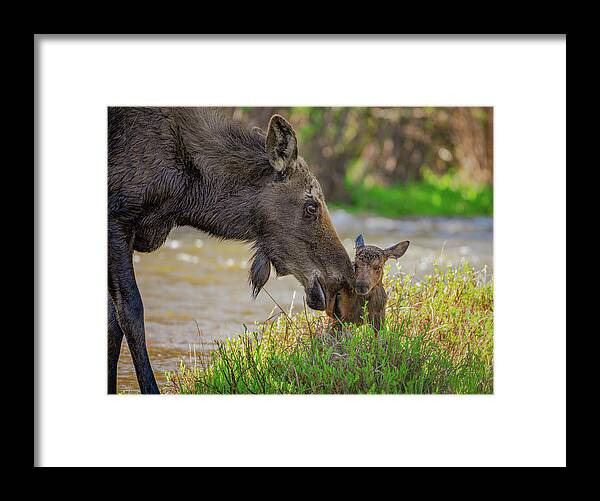 Moose Framed Print featuring the photograph Welcome to the World by Gary Kochel
