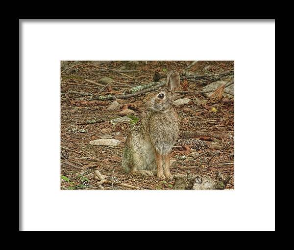 Cottontail Rabbit Framed Print featuring the photograph Well Camouflaged by Joe Duket