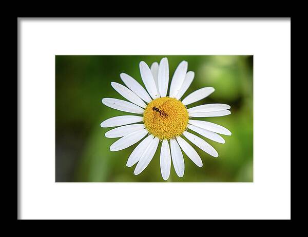 Great Smoky Mountains National Park Framed Print featuring the photograph Western Calligrapher on an Oxeye Daisy by Robert J Wagner