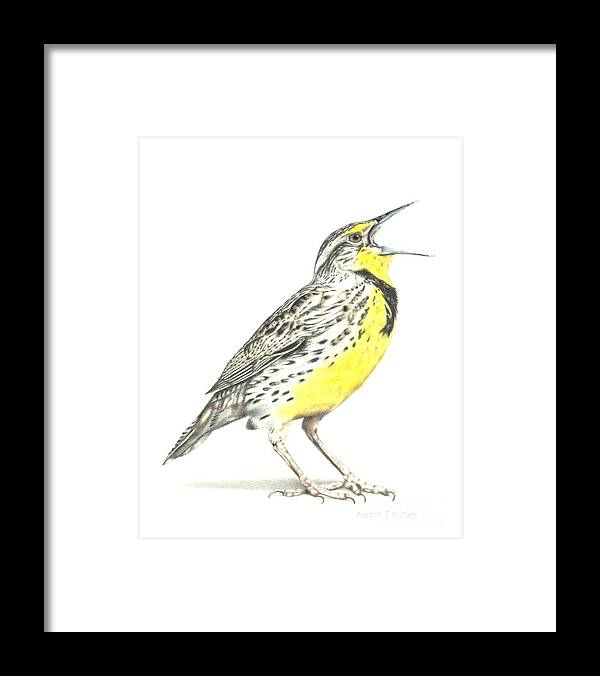 Meadowlark Framed Print featuring the drawing Western Meadowlark by Karrie J Butler