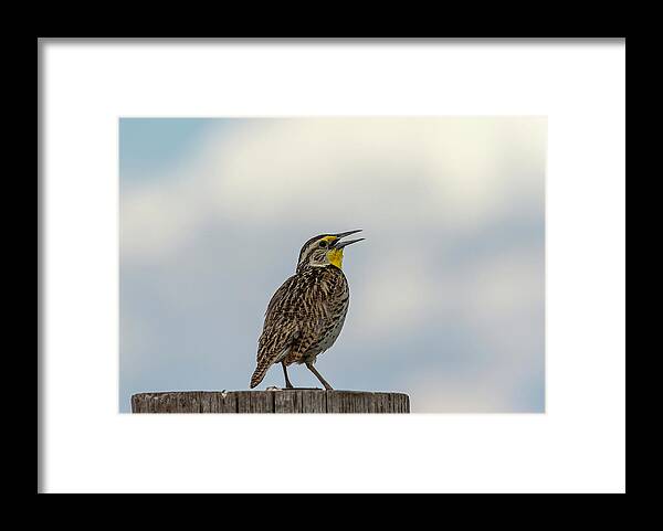 Western Meadowlark Framed Print featuring the photograph Western Meadowlark 2014 by Thomas Young