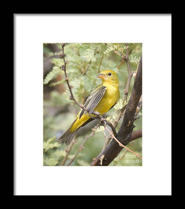 Bird Framed Print featuring the photograph Western Tanager in the Forest by Lisa Manifold