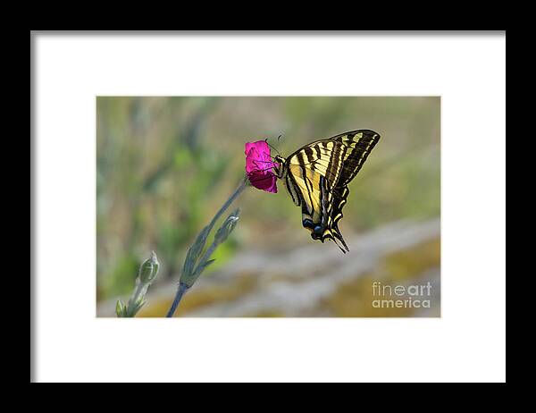 Lepidoptera Framed Print featuring the photograph Western Tiger Swallowtail on Rose Campion Flower #4 by Nancy Gleason
