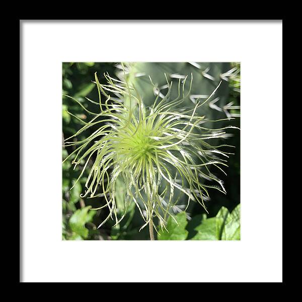 Clematis Framed Print featuring the photograph Western White Clematis by Perry Hoffman