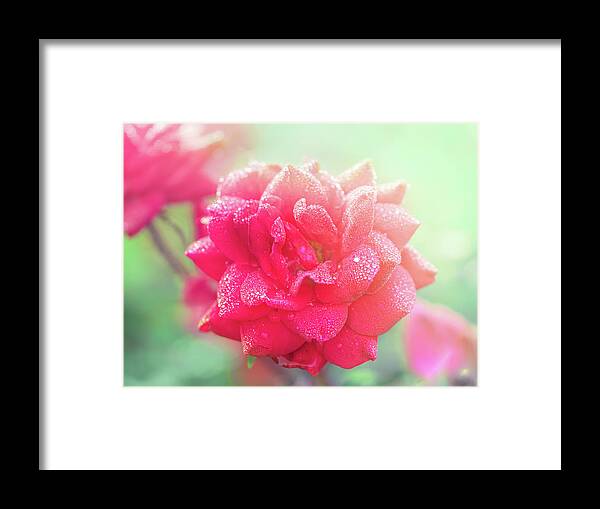 Red Rose Framed Print featuring the photograph Wet Rose In Morning Light by Jordan Hill