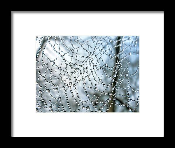 Nature Framed Print featuring the photograph Wet Spider Web by Francis Sullivan