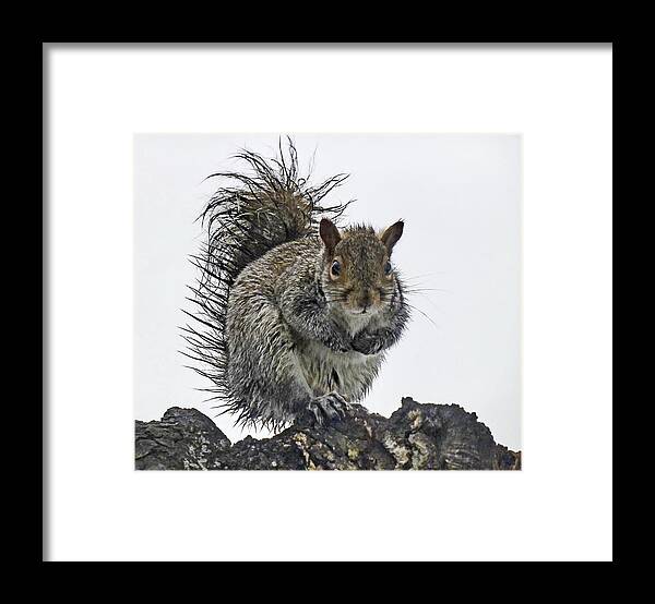 Grey Squirrel Framed Print featuring the photograph Wet Squirrel by Lyuba Filatova