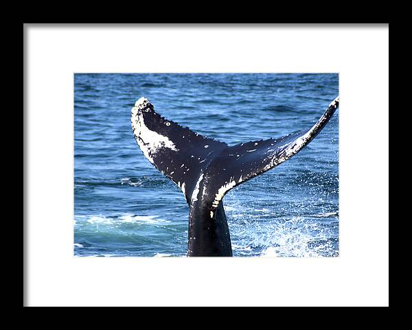 Whale Framed Print featuring the photograph Whale Fluke 1 by Flinn Hackett
