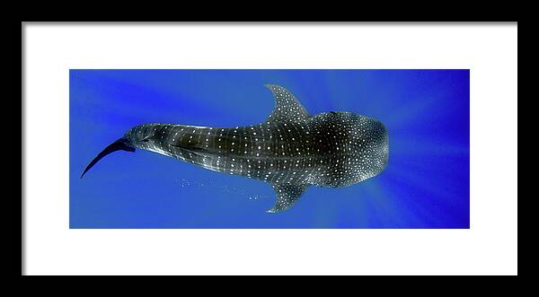 Whale Shark Framed Print featuring the photograph Whale shark by Artesub