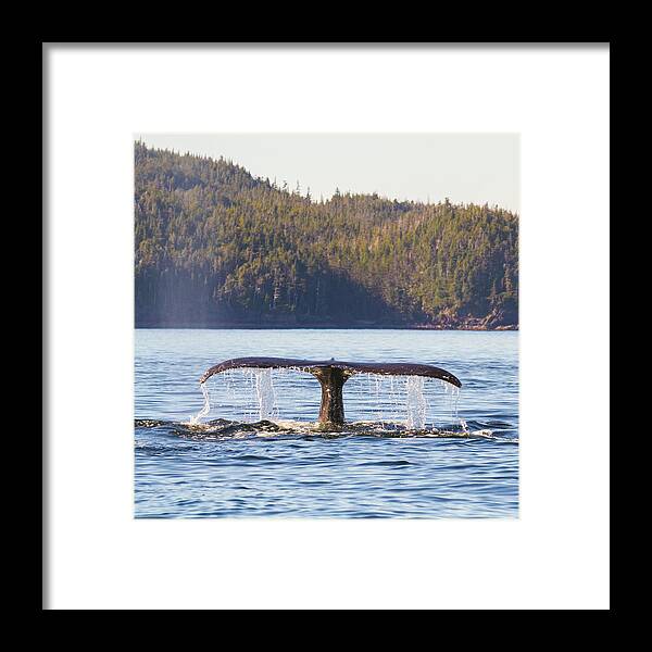 Whale Tale Framed Print featuring the photograph Whale Tale 2 by Michael Rauwolf