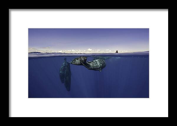 Underwater Framed Print featuring the photograph Whales And Clouds by By Wildestanimal
