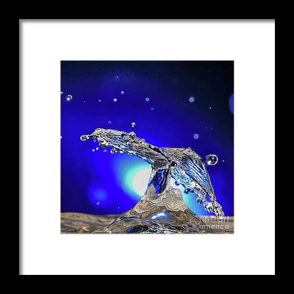 Water Framed Print featuring the photograph Whale's Tail by Tom Watkins PVminer pixs