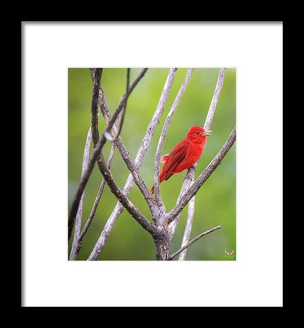 Red Framed Print featuring the photograph What a Red by Pam Rendall