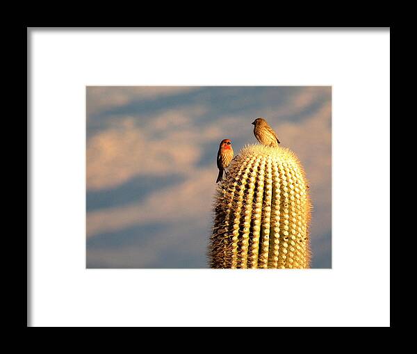 Finch Framed Print featuring the photograph What Did You Say? by Adrienne Wilson