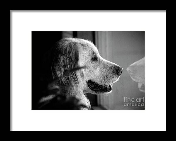 Dog Framed Print featuring the photograph What Dogs Teach Us by Frank J Casella