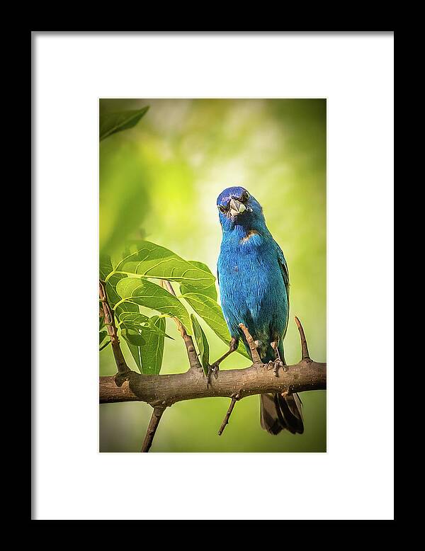 2018 Framed Print featuring the photograph Whatcha Lookin' At? by Erin K Images