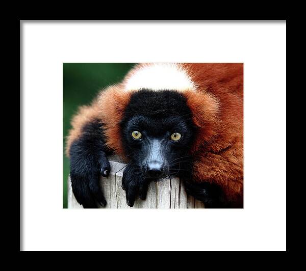 Red Ruffed Lemur Framed Print featuring the photograph Whatchya Lookin At by Lens Art Photography By Larry Trager