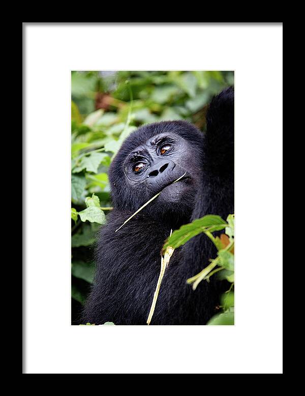 Gorilla Framed Print featuring the photograph Innocence by Kush Patel